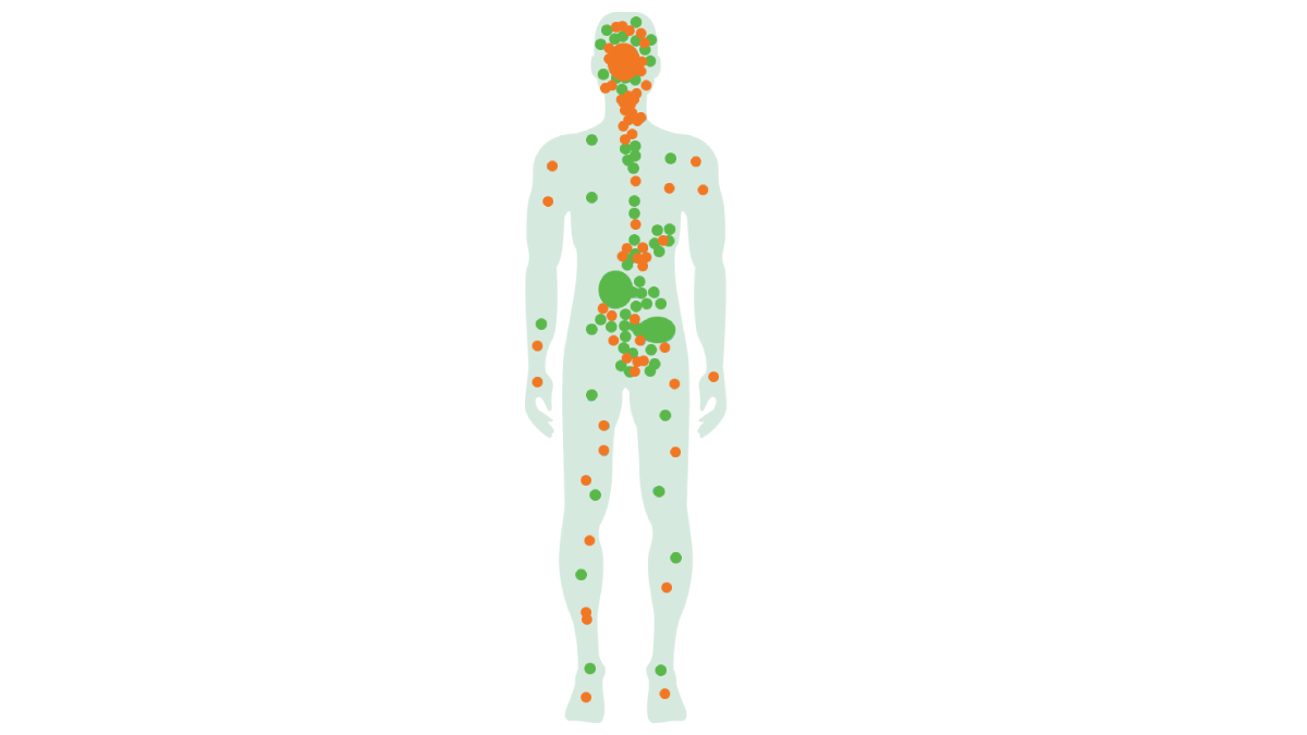 endocannabinoid receptors in body