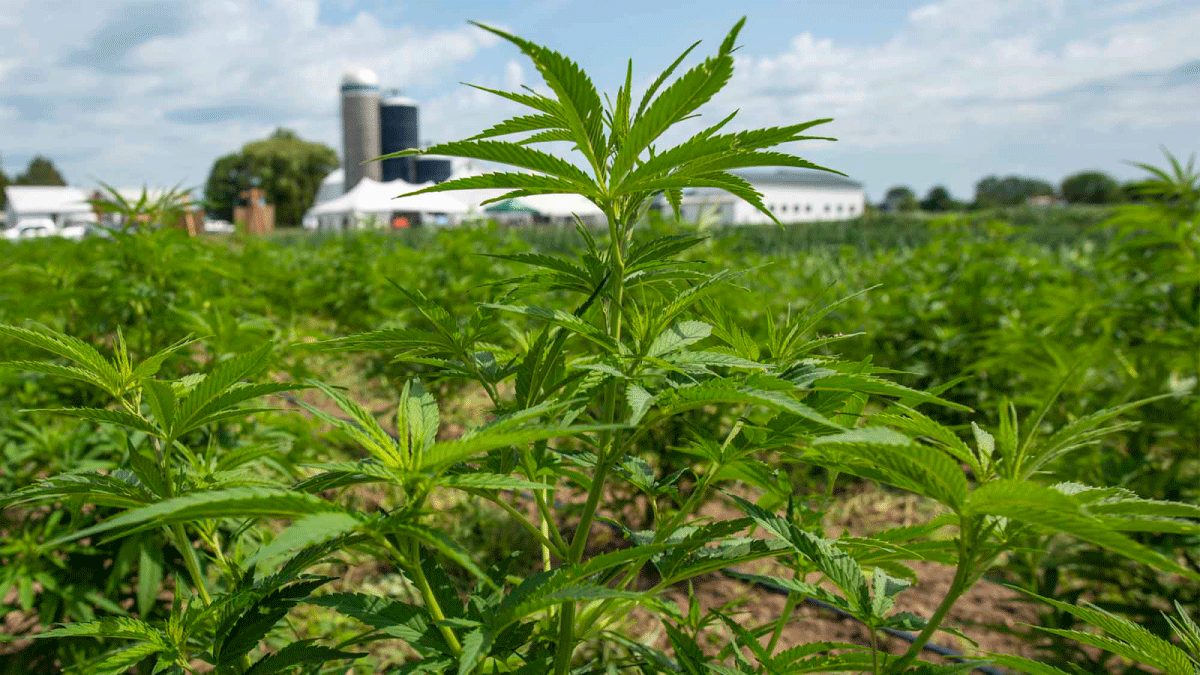 Hemp plant in field