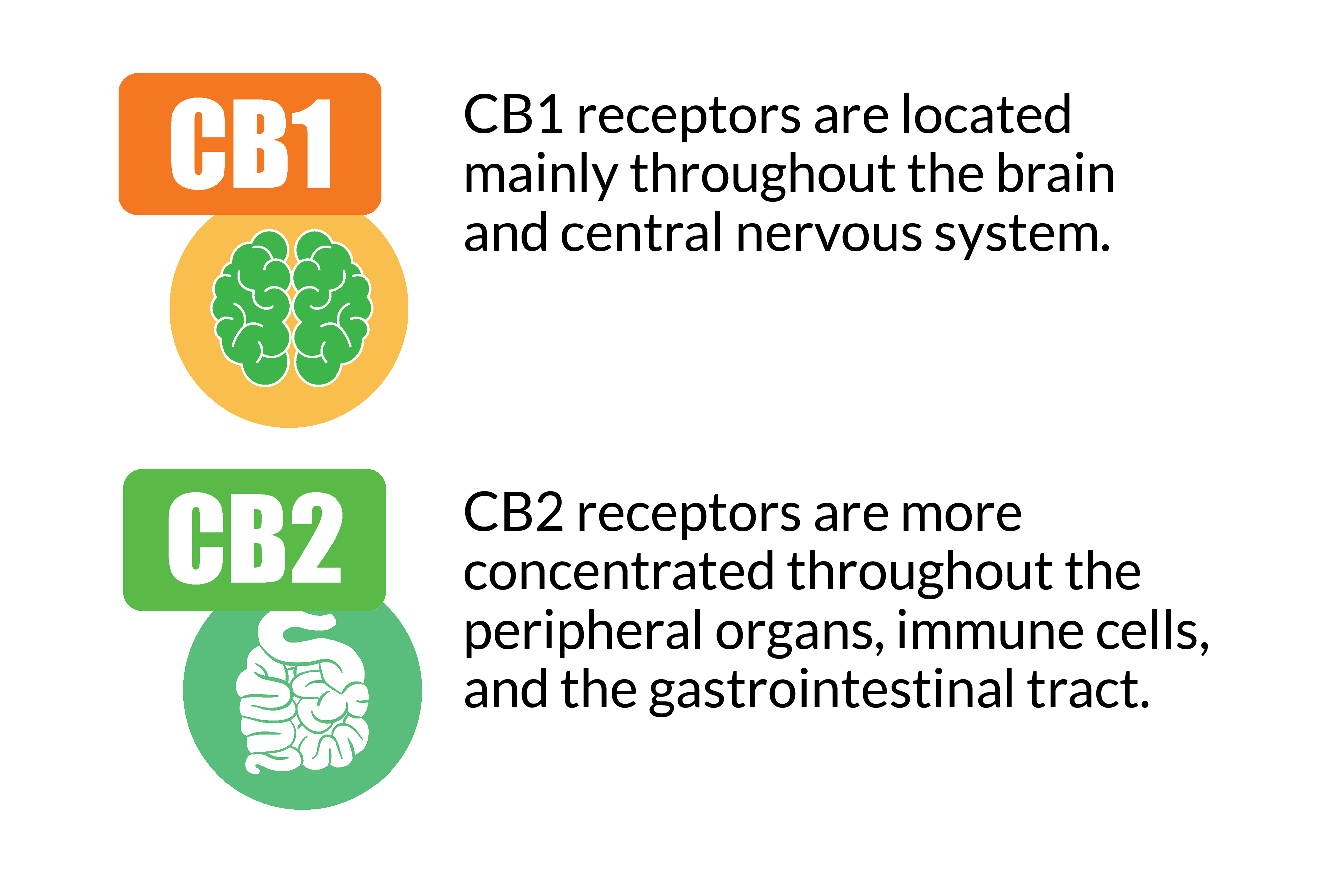 CB1 and CB2 Receptors