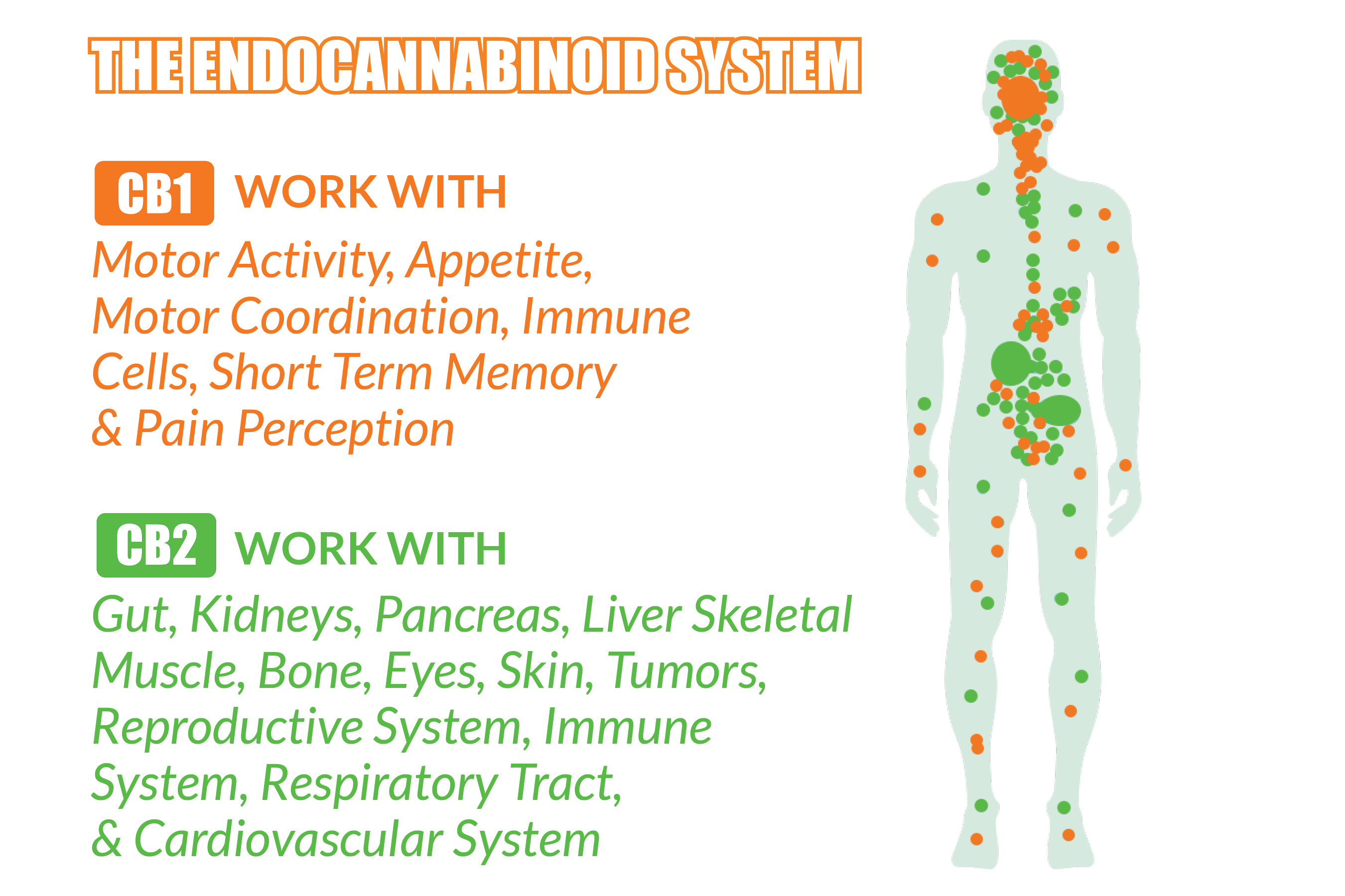 endocannabinoid system in body