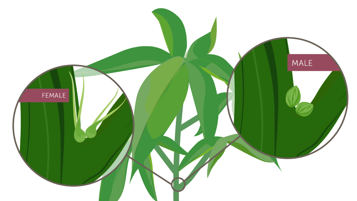 male vs female hemp plant
